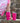 Pretty In Pink - Sip Slip 20 & 30oz Silicon Tumbler Sleeve for Yeti, RTIC, & Ozark Style Tumblers